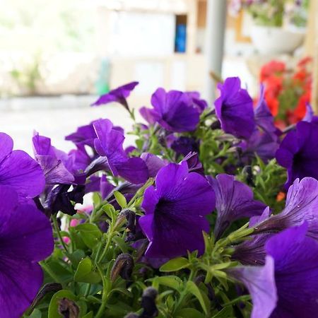 נין Apartments Red Rose מראה חיצוני תמונה