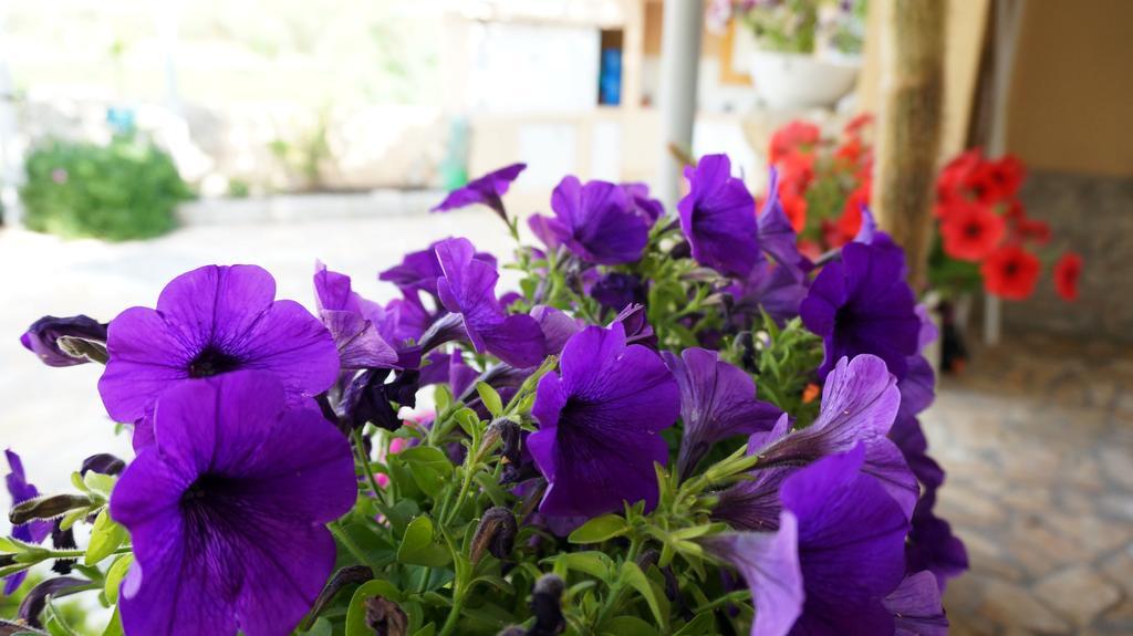 נין Apartments Red Rose מראה חיצוני תמונה