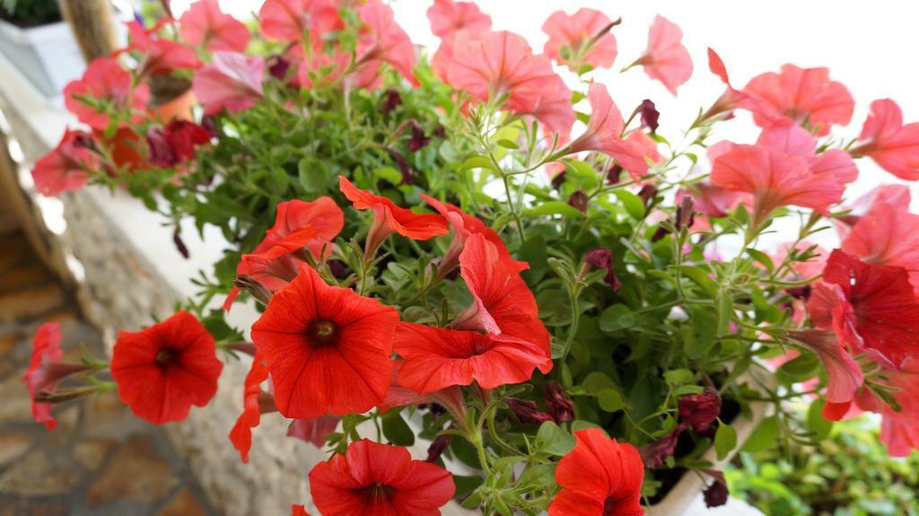 נין Apartments Red Rose מראה חיצוני תמונה