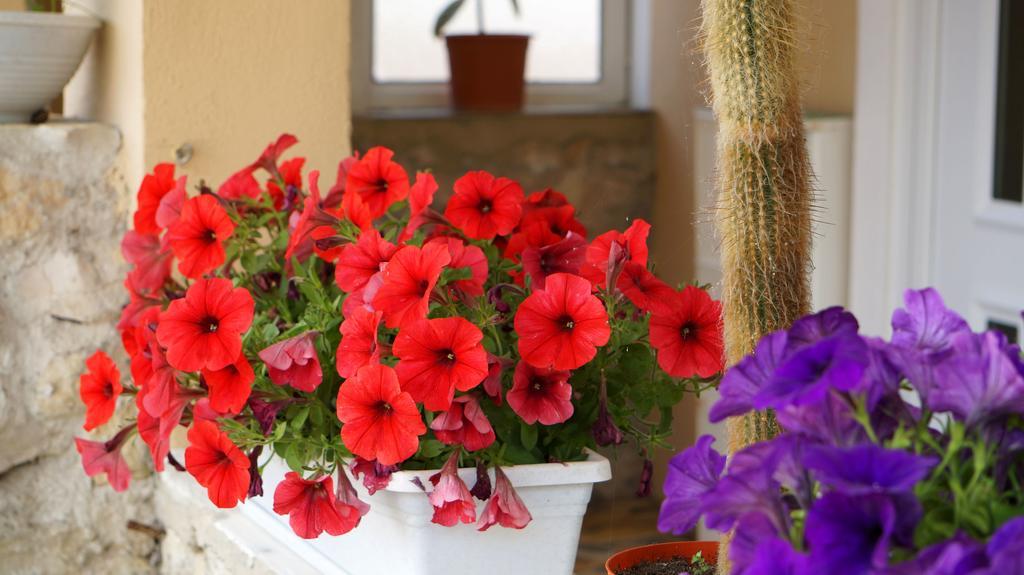 נין Apartments Red Rose מראה חיצוני תמונה